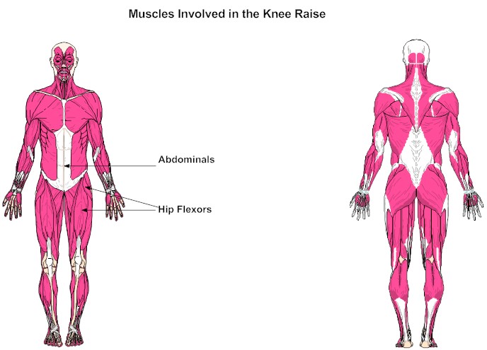 Muscles Involved in the Knee Raise